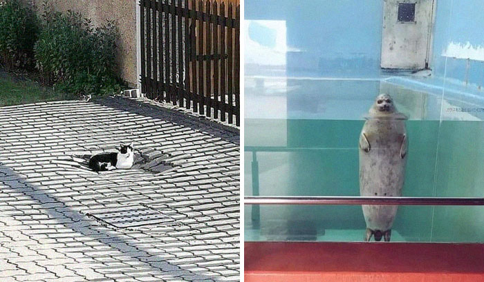 La gente comparte fotos de animales con auras amenazantes y aquí tienes 45 de los mejores