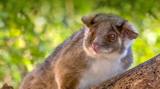 animals_hero_ringtail_possum_0-5d7bb016dc330.jpg