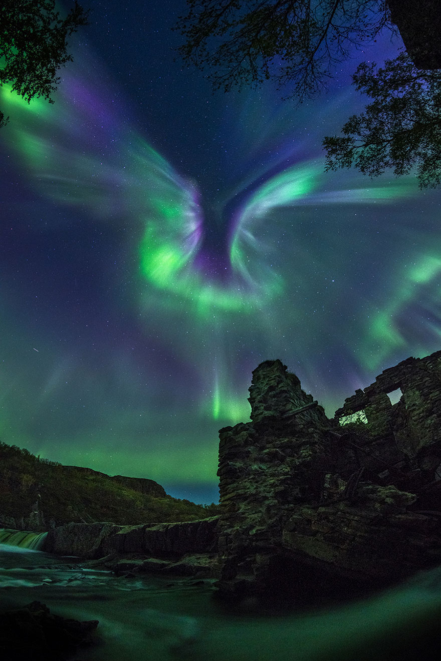 Aurorae: 'Aurora Is A Bird' By Alexander Stepanenko