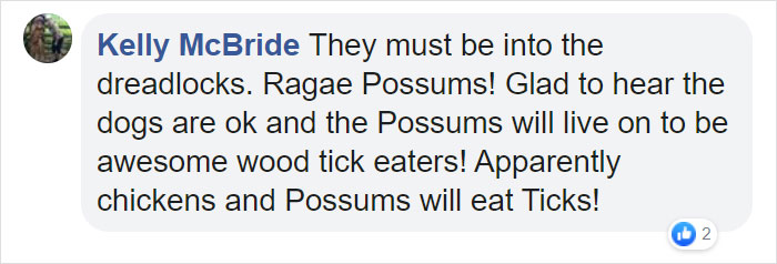 Owner Finds A Baby Possum Clinging On To Her Dog's Back