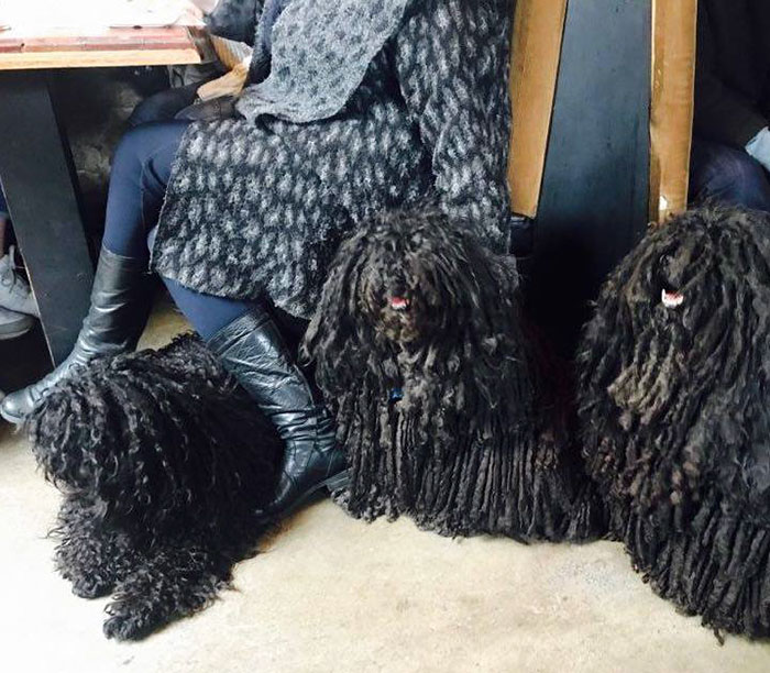 Owner Finds A Baby Possum Clinging On To Her Dog's Back Owner Finds A Baby Possum Clinging On To Her Dog's Back