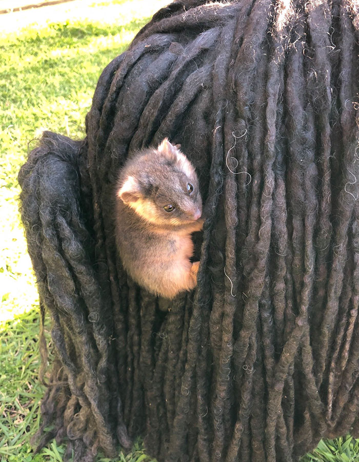Owner Finds A Baby Possum Clinging On To Her Dog's Back Owner Finds A Baby Possum Clinging On To Her Dog's Back