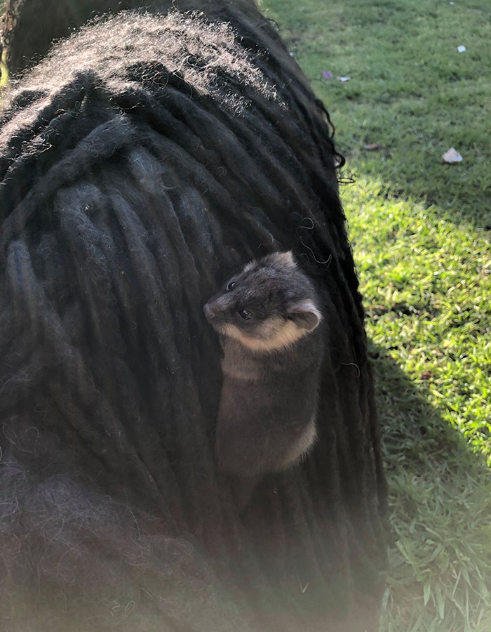 Owner Finds A Baby Possum Clinging On To Her Dog's Back Owner Finds A Baby Possum Clinging On To Her Dog's Back