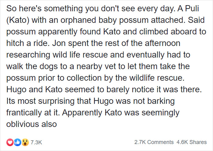 Owner Finds A Baby Possum Clinging On To Her Dog's Back