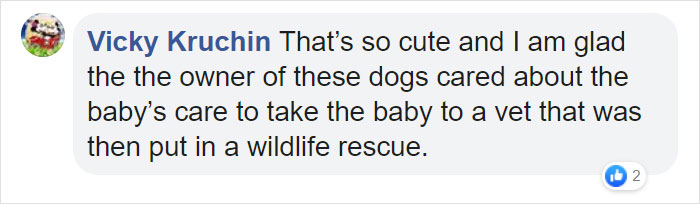 Owner Finds A Baby Possum Clinging On To Her Dog's Back Owner Finds A Baby Possum Clinging On To Her Dog's Back