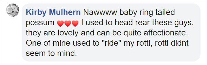 Owner Finds A Baby Possum Clinging On To Her Dog's Back