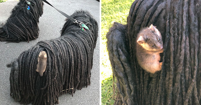 Owner Finds A Baby Possum Clinging On To Her Dog’s Back