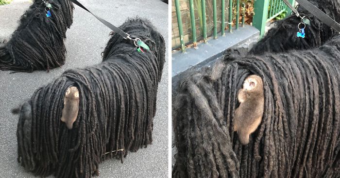 Owner Finds A Baby Possum Clinging On To Her Dog’s BackOwner Finds A Baby Possum Clinging On To Her Dog’s Back