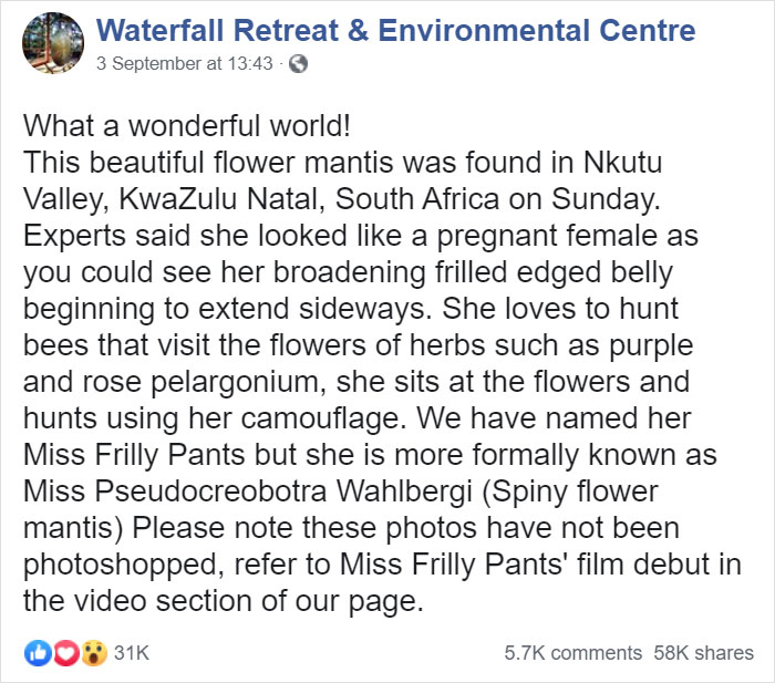 Woman Finds An Incredible Bug That Looks Like A Walking Flower Woman Finds An Incredible Bug That Looks Like A Walking Flower