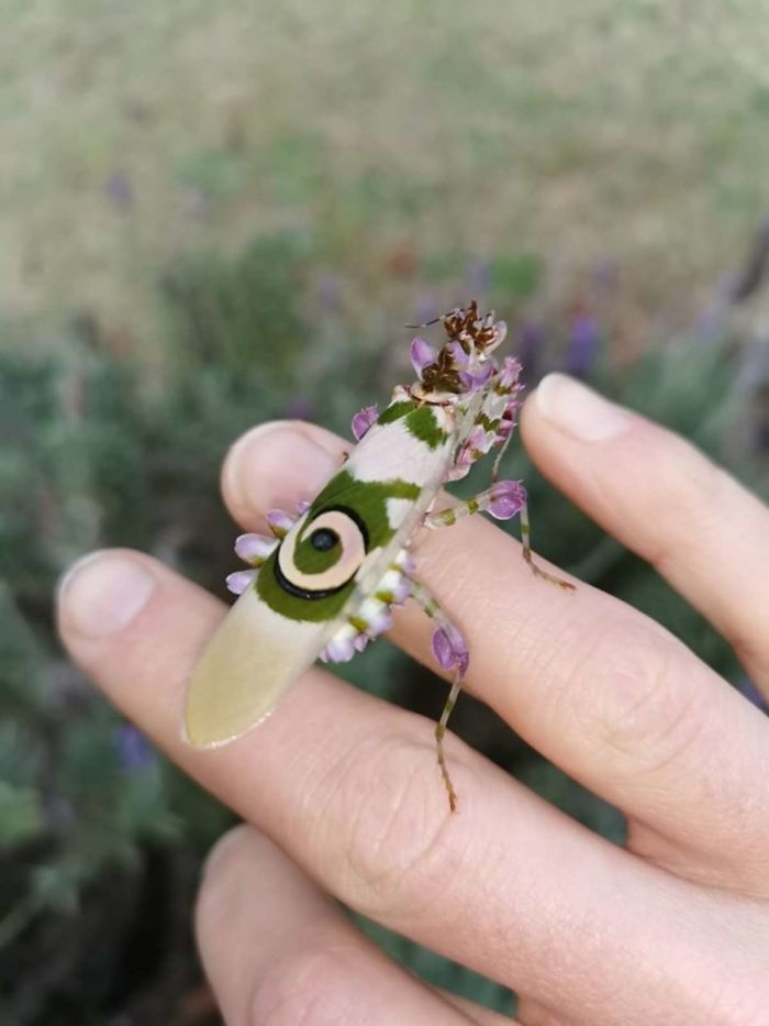 Woman Finds An Incredible Bug That Looks Like A Walking Flower Woman Finds An Incredible Bug That Looks Like A Walking Flower