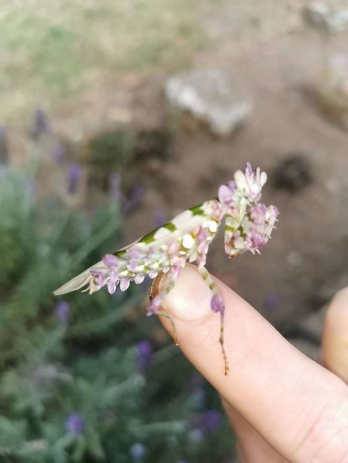 Woman Finds An Incredible Bug That Looks Like A Walking Flower Woman Finds An Incredible Bug That Looks Like A Walking Flower