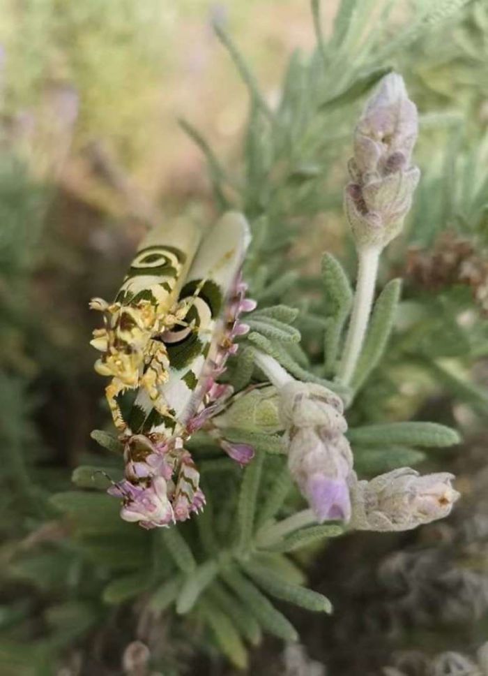 Woman Finds An Incredible Bug That Looks Like A Walking Flower Woman Finds An Incredible Bug That Looks Like A Walking Flower