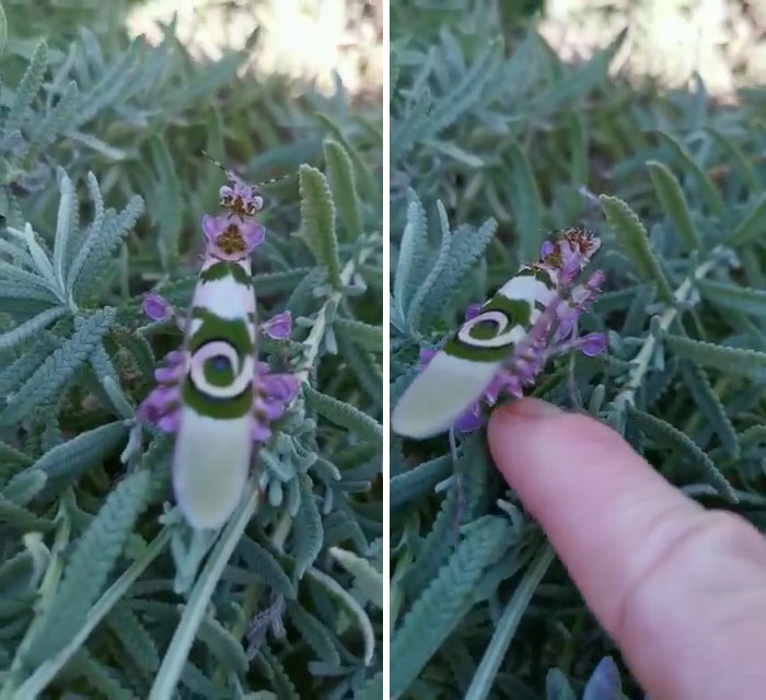 Woman Finds An Incredible Bug That Looks Like A Walking Flower Woman Finds An Incredible Bug That Looks Like A Walking Flower