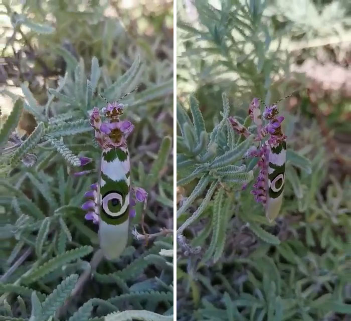 Woman Finds An Incredible Bug That Looks Like A Walking Flower Woman Finds An Incredible Bug That Looks Like A Walking Flower