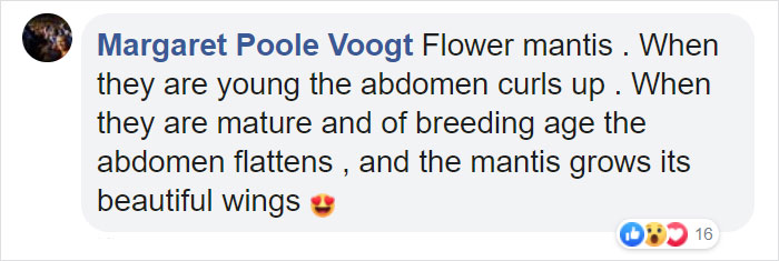 Woman Finds An Incredible Bug That Looks Like A Walking Flower Woman Finds An Incredible Bug That Looks Like A Walking Flower