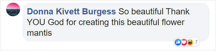 Woman Finds An Incredible Bug That Looks Like A Walking Flower Woman Finds An Incredible Bug That Looks Like A Walking Flower