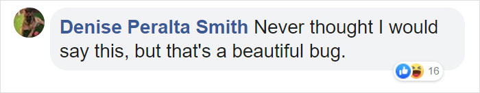 Woman Finds An Incredible Bug That Looks Like A Walking Flower Woman Finds An Incredible Bug That Looks Like A Walking Flower