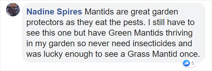 Woman Finds An Incredible Bug That Looks Like A Walking Flower Woman Finds An Incredible Bug That Looks Like A Walking Flower