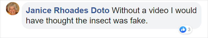 Woman Finds An Incredible Bug That Looks Like A Walking Flower Woman Finds An Incredible Bug That Looks Like A Walking Flower