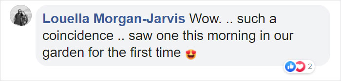 Woman Finds An Incredible Bug That Looks Like A Walking Flower Woman Finds An Incredible Bug That Looks Like A Walking Flower