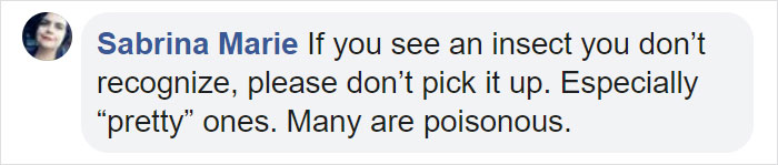 Woman Finds An Incredible Bug That Looks Like A Walking Flower Woman Finds An Incredible Bug That Looks Like A Walking Flower