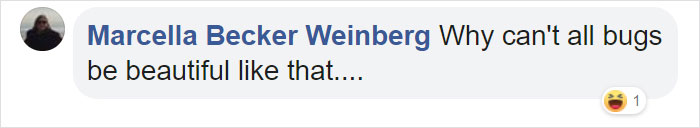 Woman Finds An Incredible Bug That Looks Like A Walking Flower Woman Finds An Incredible Bug That Looks Like A Walking Flower