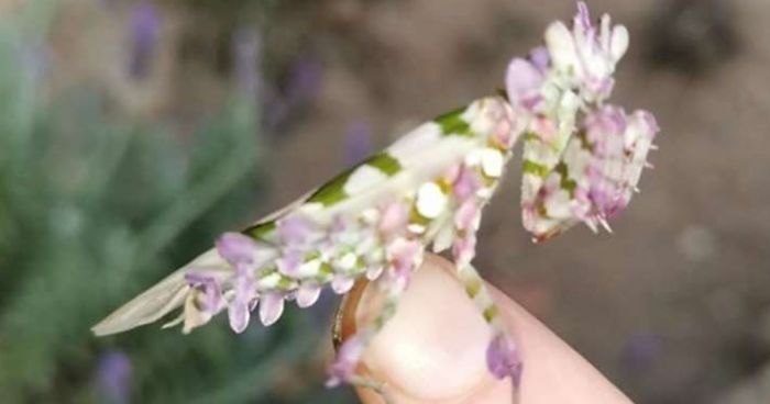 Woman Finds An Incredible Bug That Looks Like A Walking Flower