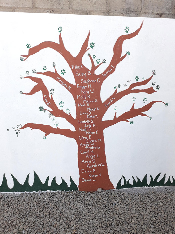 Animal Shelter Employee Asks People To Donate Dog Food For Her Birthday, Builds A Giant Throne Out Of It