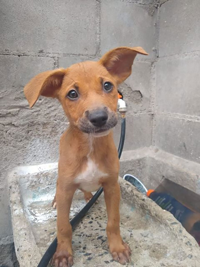 Animal Shelter Employee Asks People To Donate Dog Food For Her Birthday, Builds A Giant Throne Out Of It