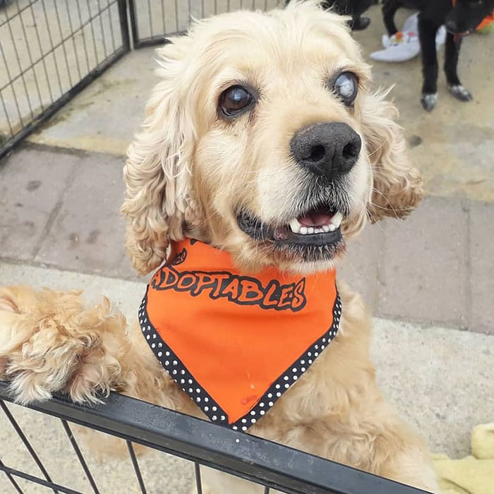 Animal Shelter Employee Asks People To Donate Dog Food For Her Birthday, Builds A Giant Throne Out Of It