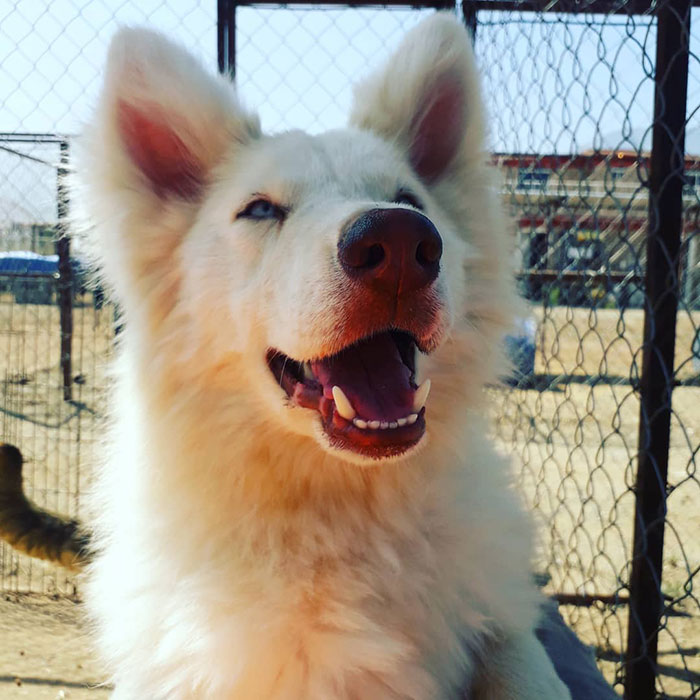 Animal Shelter Employee Asks People To Donate Dog Food For Her Birthday, Builds A Giant Throne Out Of It