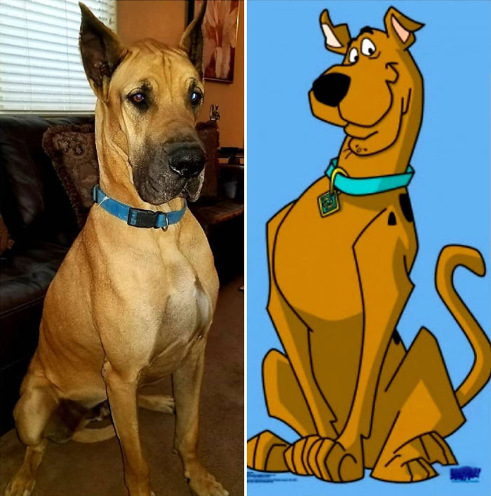Scooby-Doo-Look-A-Likes