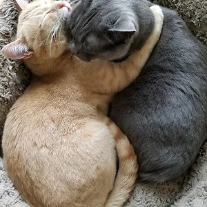 glacelsalagan avatar