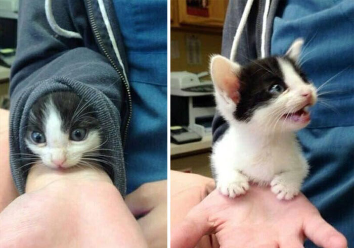 Turns Out Cats Bond With Their Owners In The Same Way Children Bond With Parents