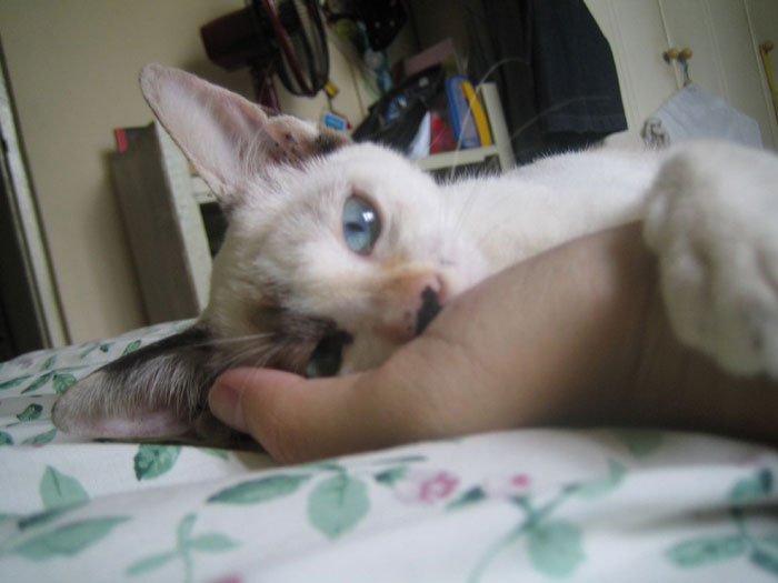 Turns Out Cats Bond With Their Owners In The Same Way Children Bond With Parents