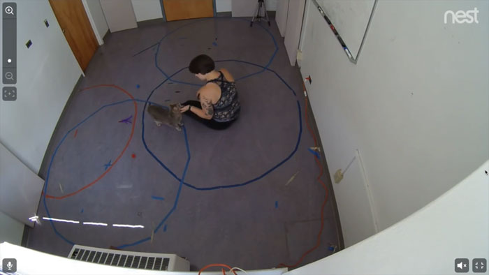 Turns Out Cats Bond With Their Owners In The Same Way Children Bond With Parents