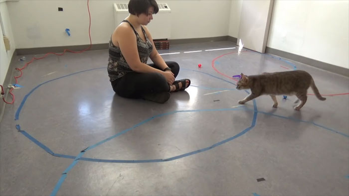 Turns Out Cats Bond With Their Owners In The Same Way Children Bond With Parents