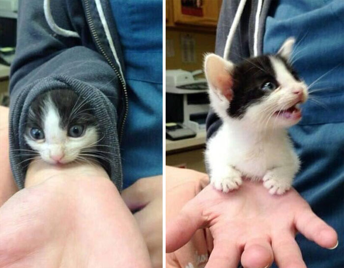 Turns Out Cats Bond With Their Owners In The Same Way Children Bond With Parents