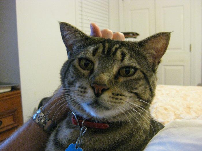 Turns Out Cats Bond With Their Owners In The Same Way Children Bond With Parents