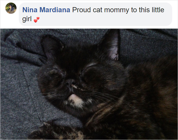 Turns Out Cats Bond With Their Owners In The Same Way Children Bond With Parents