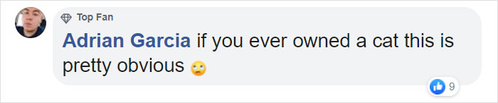 Turns Out Cats Bond With Their Owners In The Same Way Children Bond With Parents