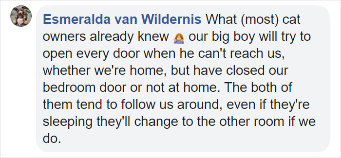 Turns Out Cats Bond With Their Owners In The Same Way Children Bond With Parents