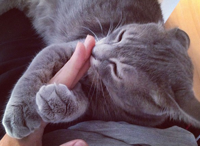 Turns Out Cats Bond With Their Owners In The Same Way Children Bond With Parents