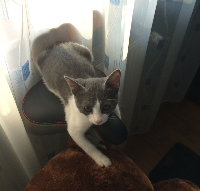 Turns Out Cats Bond With Their Owners In The Same Way Children Bond With Parents