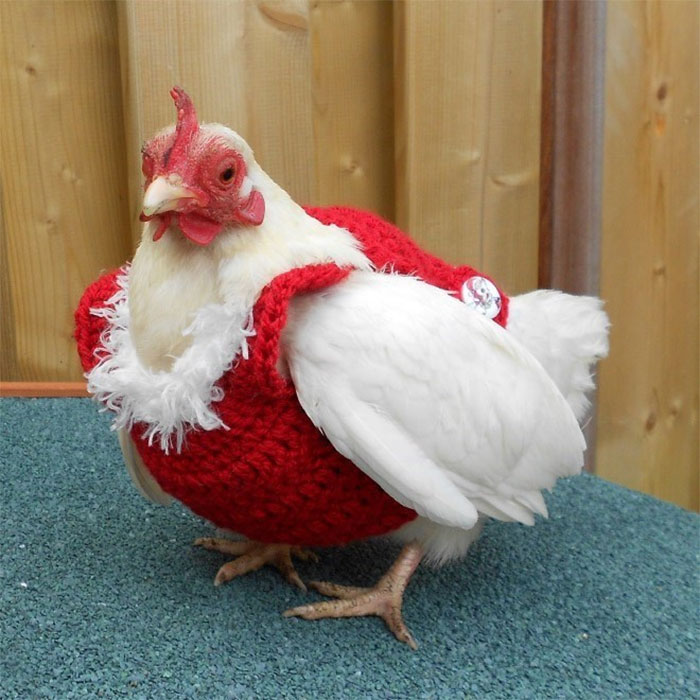 Chicken-Fashion-Fall-Collection