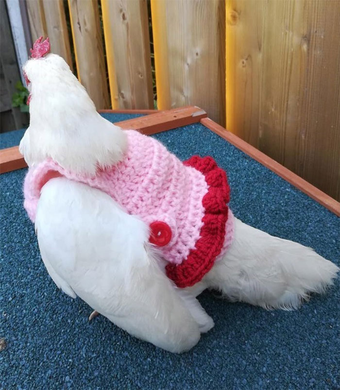 Chicken-Fashion-Fall-Collection