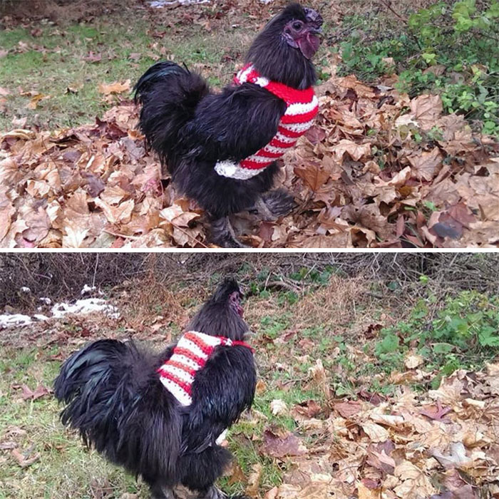 Chicken-Fashion-Fall-Collection