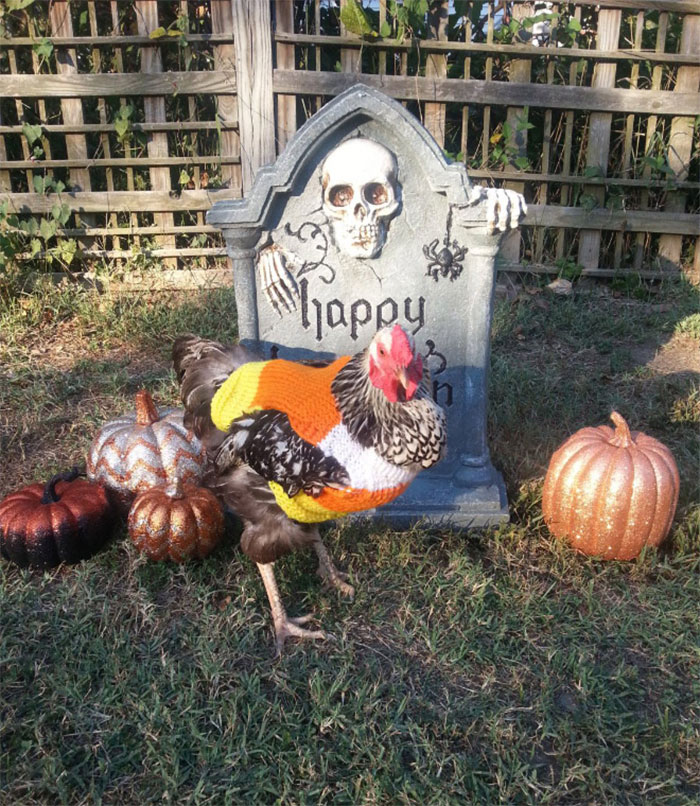 Chicken-Fashion-Fall-Collection