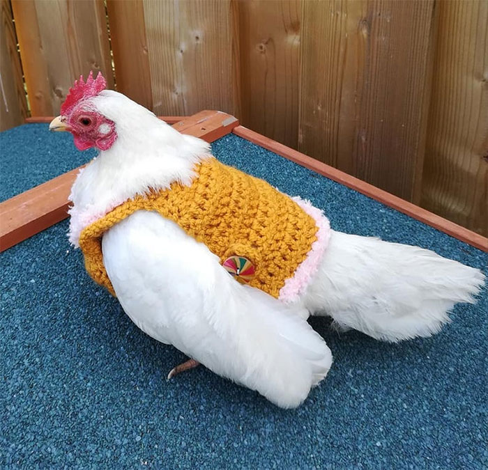 Chicken-Fashion-Fall-Collection