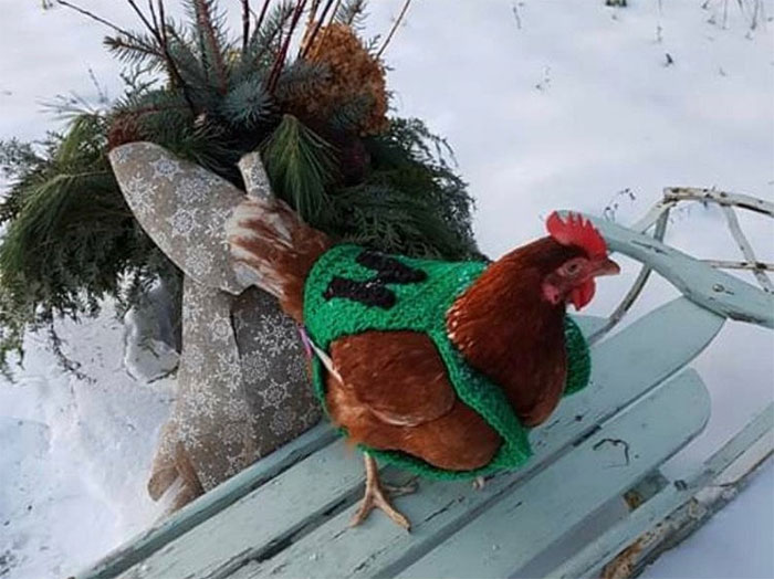 Chicken-Fashion-Fall-Collection